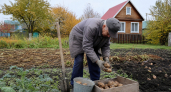 Больше не копаю землю и забыл про химию: урожай картофеля вырос в три раза благодаря методу из 1976 года