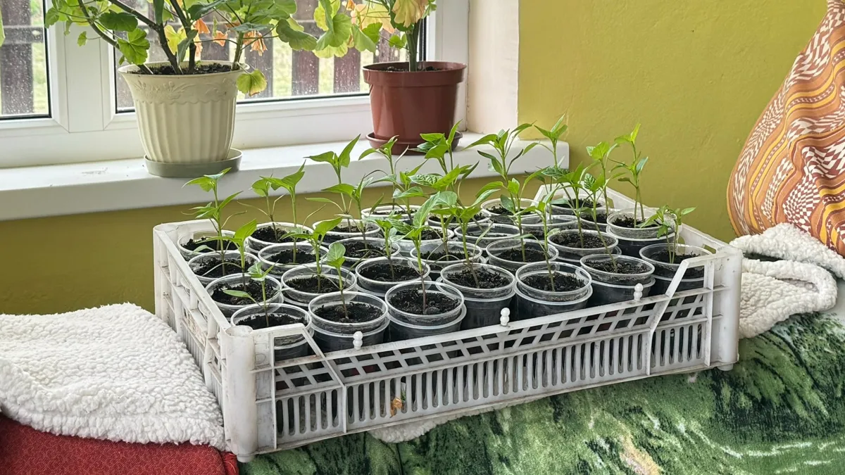 Рассада без ламп выше крыши: сибирячки раскрыли секреты, которые работают лучше любых фитоламп — проверено поколениями