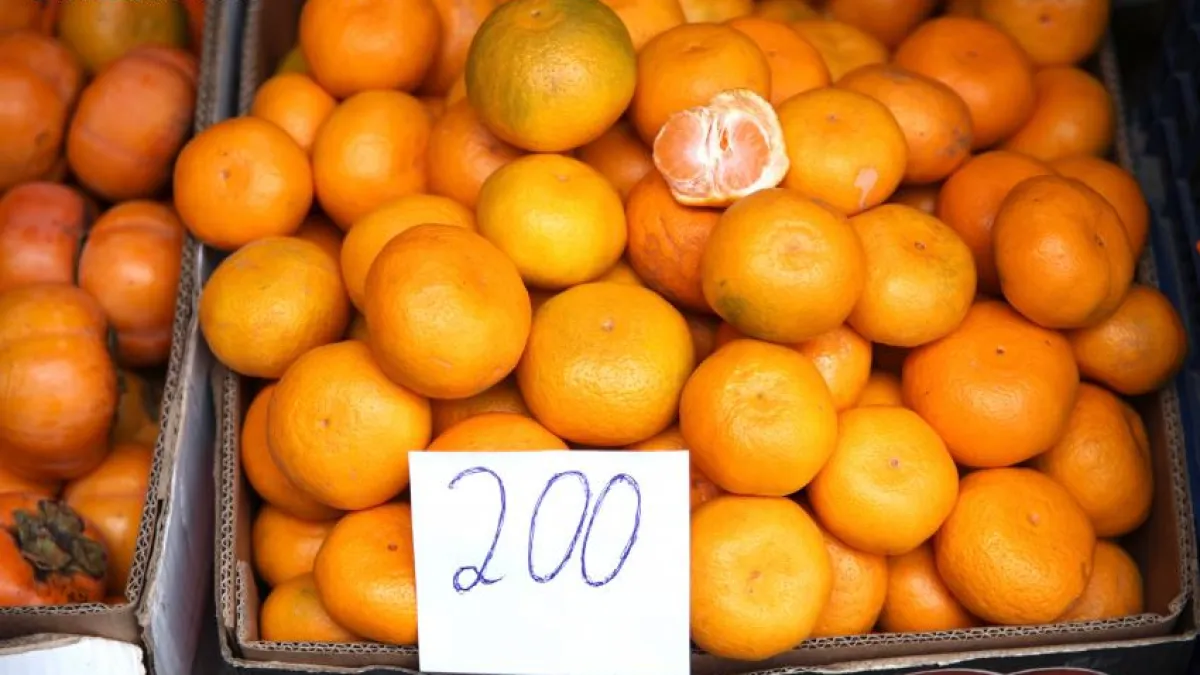 Черный сосновый усач в турецких мандаринах угрожал хвойным лесам Кубани