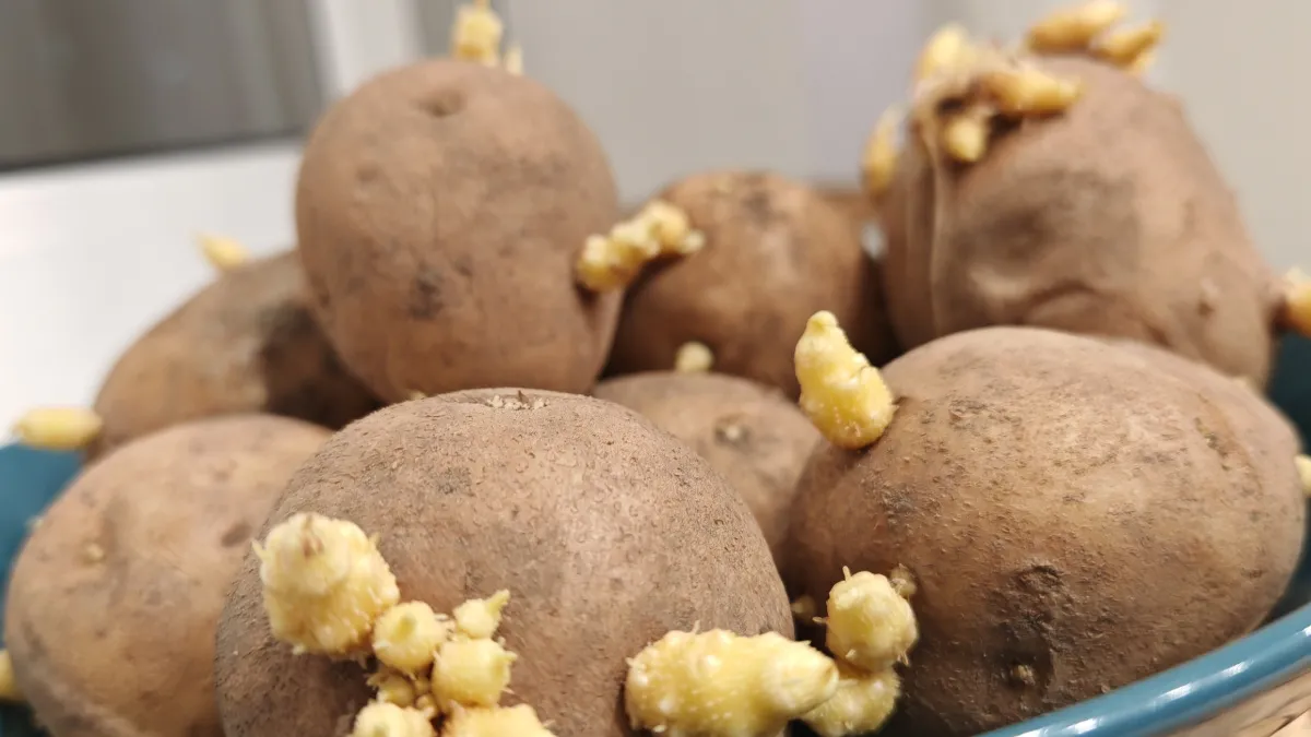 Храню картошку в квартире, а в апреле она как из погреба: ни одной гнилой — соседи думают, что я держу её в холодильнике