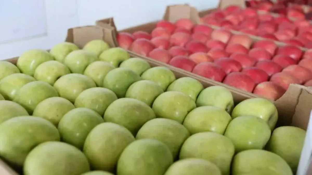 Кубань отправила в регионы рекордные 189 тысяч тонн фруктов