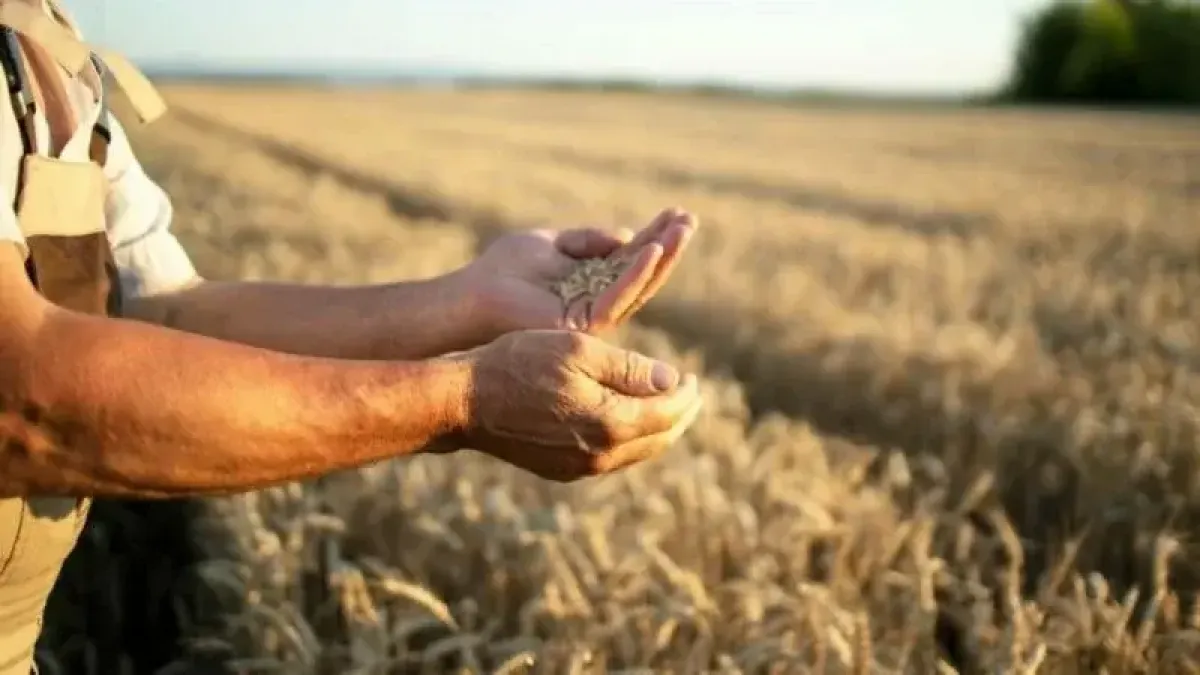 142 кубанских фермера решили кардинально сменить профиль бизнеса