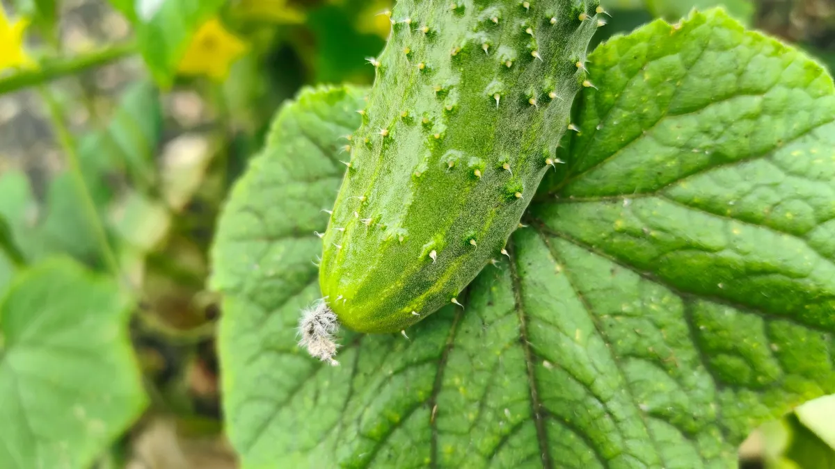 Огурцы как будто только с грядки: как сохранить свежесть на несколько недель — проверенные способы