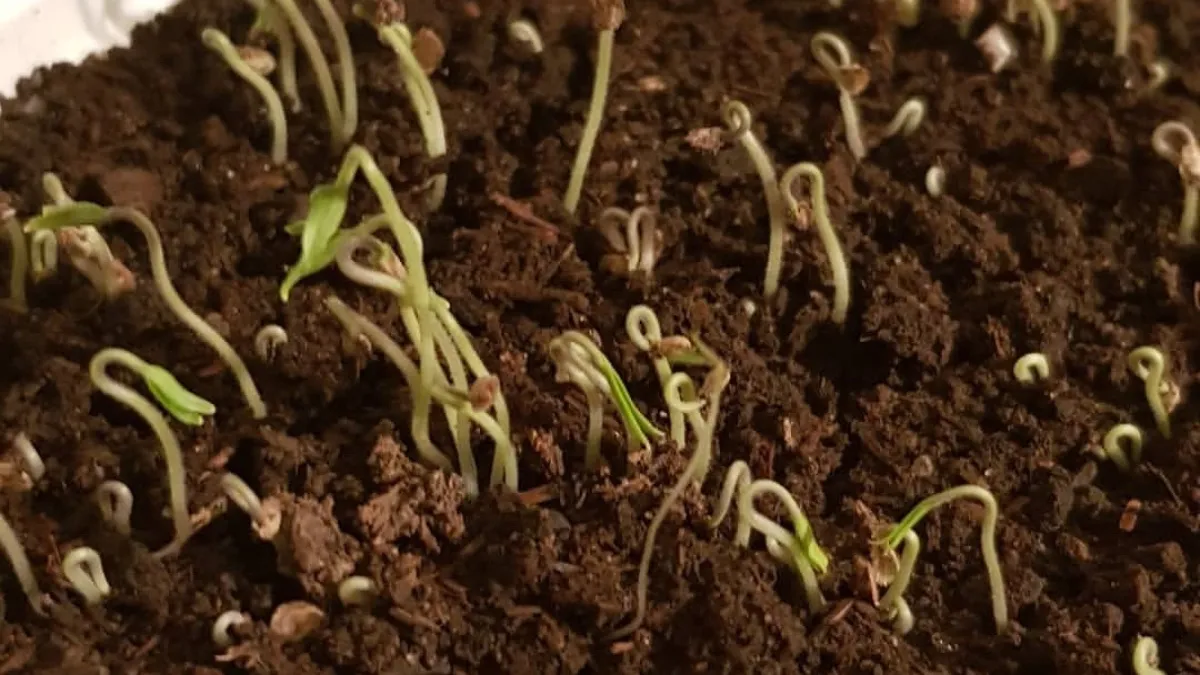 Не тратьте деньги на дорогие подкормки: 7 аптечных средств для крепкой рассады — попробуйте прямо сейчас