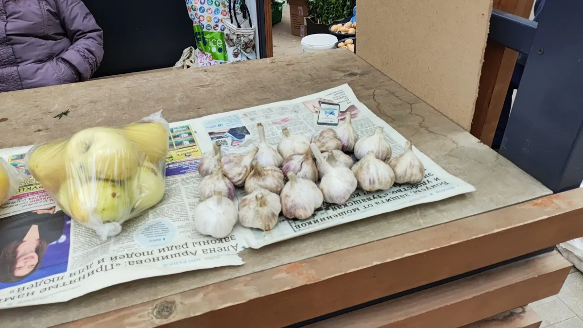 Чеснок вырастет как на картинке: секрет весенней посадки, о котором знают лишь опытные огородники