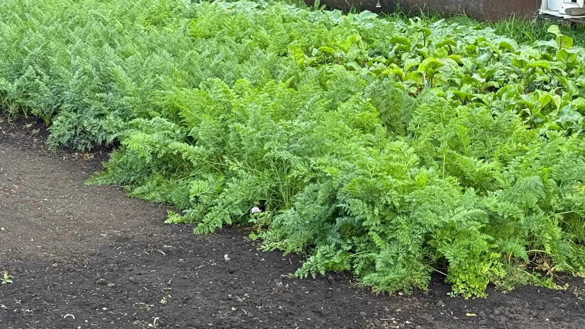 Грядки как с картинки без лишних затрат: 10 бюджетных ограждений, которые вы сделаете за выходные