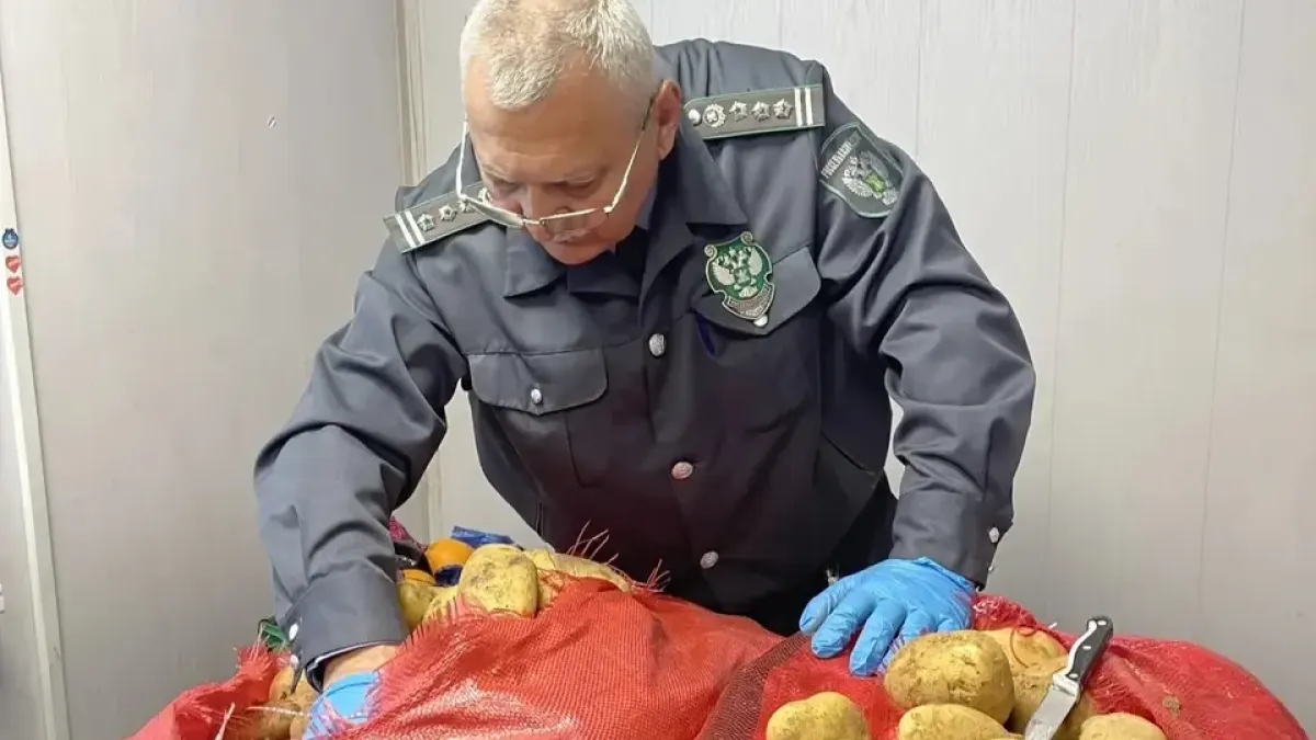 Картофельная моль из Египта чуть не проникла в Краснодарский край