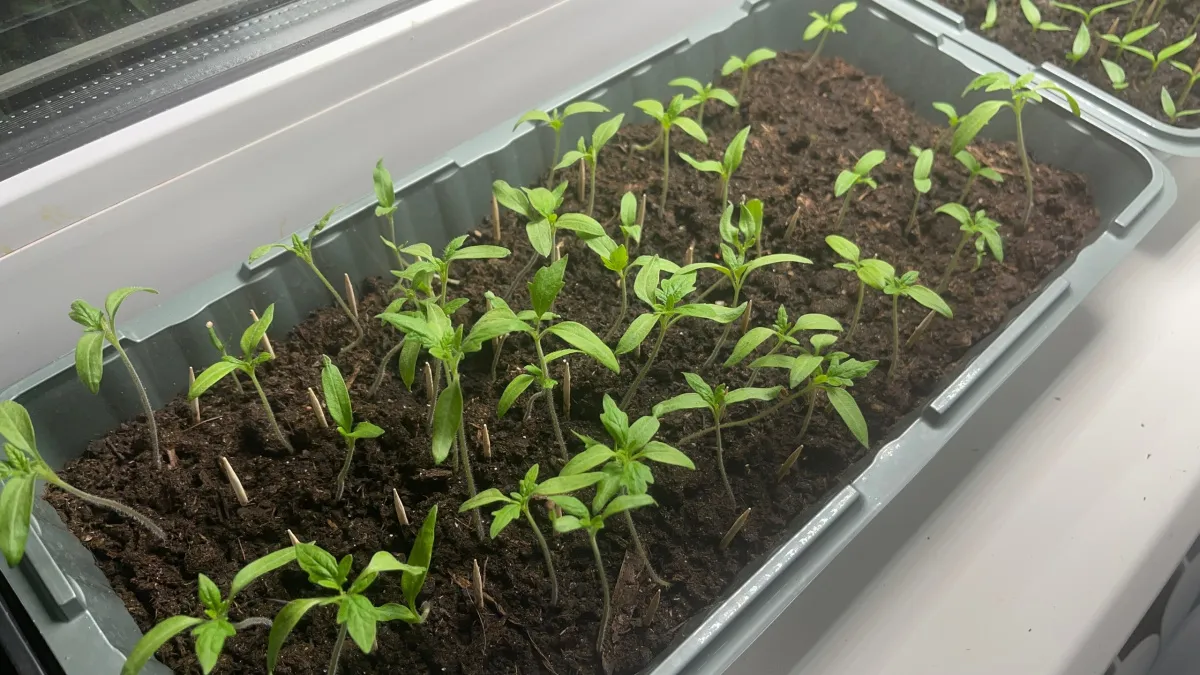 Секрет пышной рассады томатов: что вы делали не так с янтарной кислотой — шокирующие результаты эксперимента