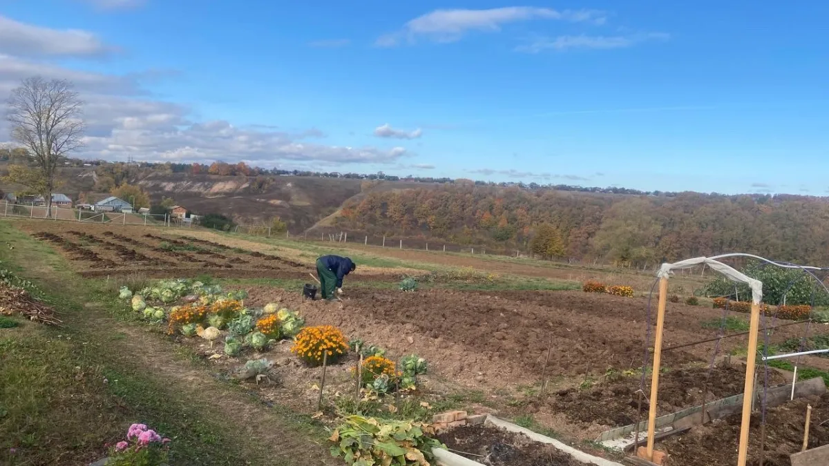 Какие растения нельзя сажать рядом со смородиной — список, который сохранит ваши ягоды