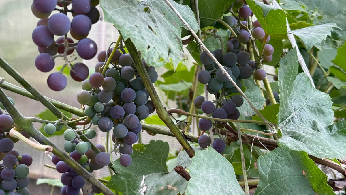 Когда открывать розы, гортензии и виноград после зимы: ключевые правила и температуры