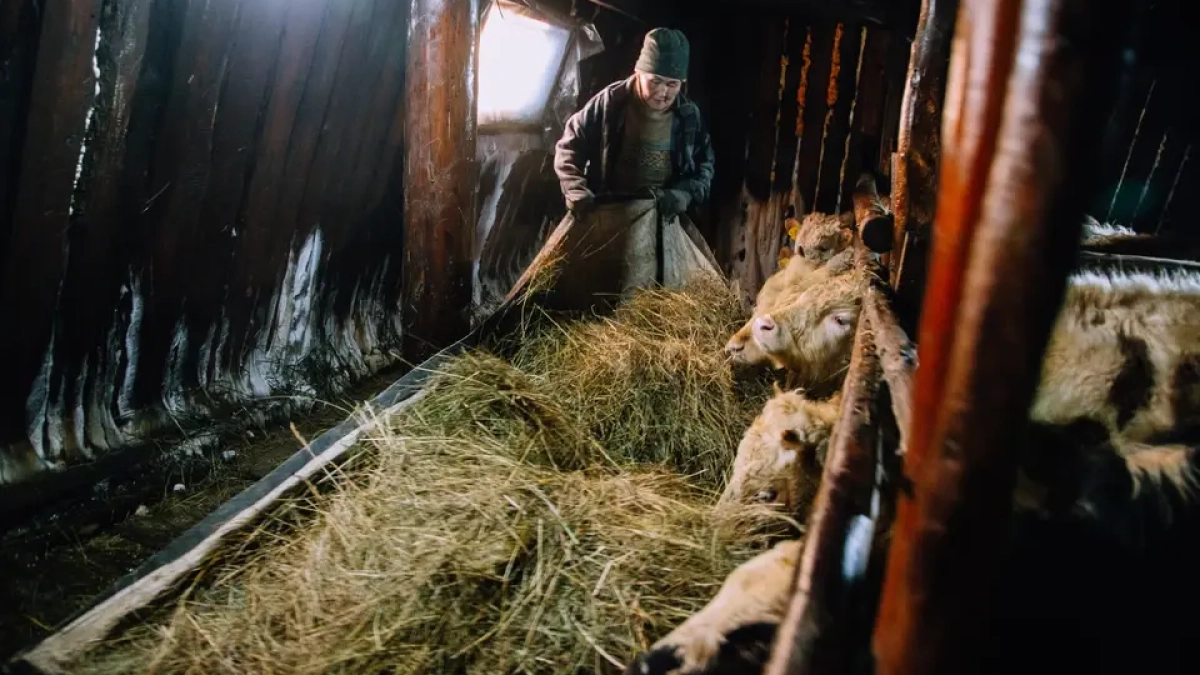 На Кубани усилят ветконтроль: животных привьют от сибирской язвы и ящура