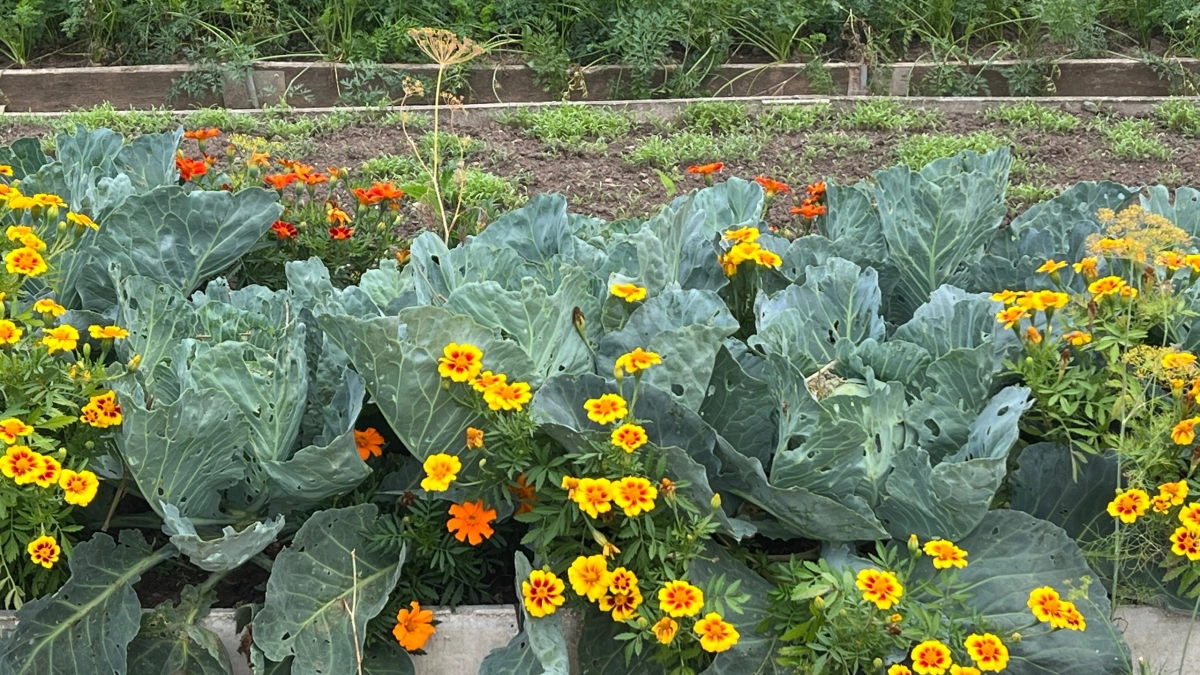 Не пропустите срок: когда сажать бархатцы, чтобы они зацвели уже в июне — советы эксперта с 30‑летним стажем