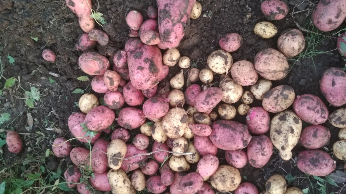 Не выбрасывайте очистки картошки: они принесут вам богатый урожай — раскрываем все секреты