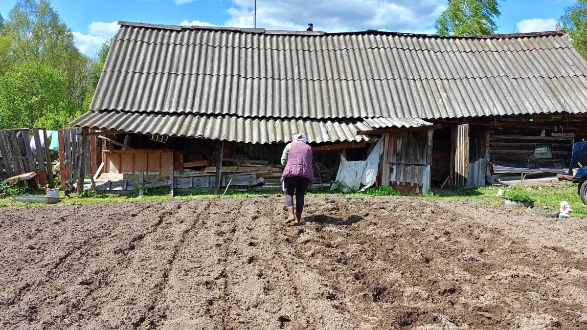 Картон на даче — не мусор, а сокровище: 4 способа сэкономить силы и деньги