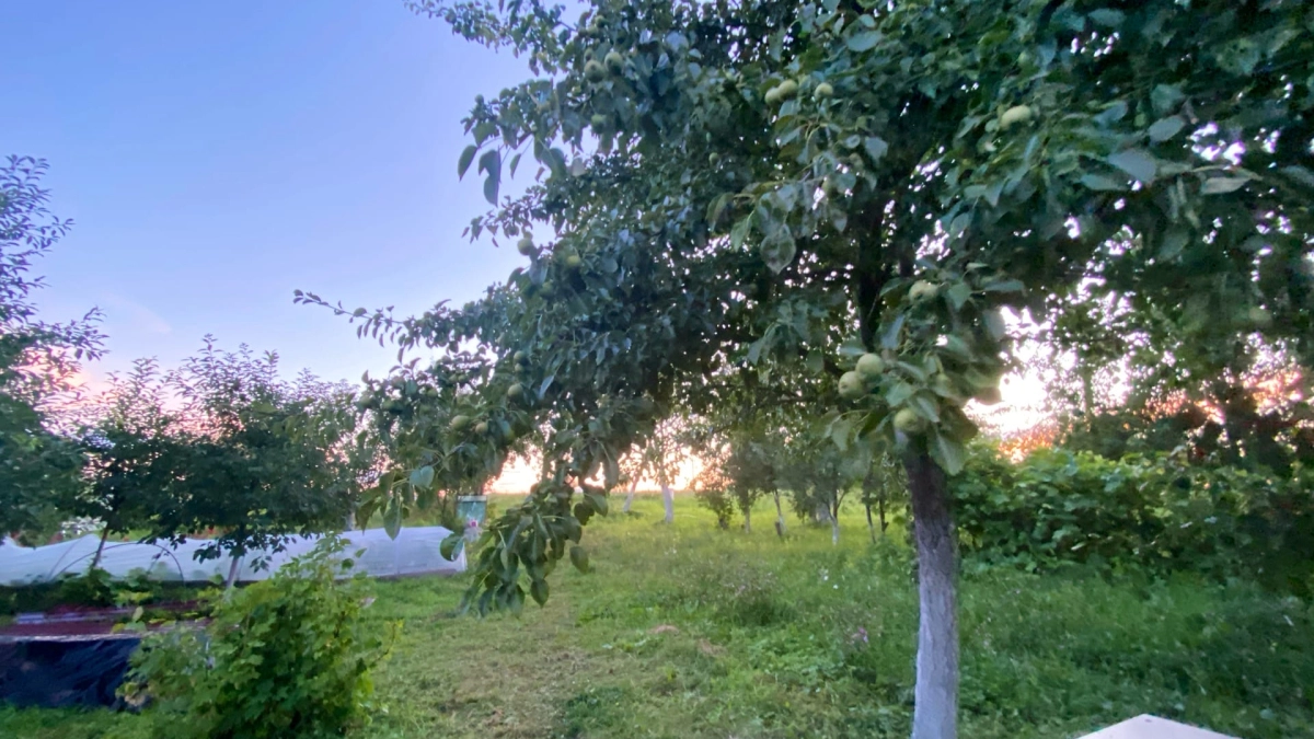 Яблоня будет благодарна: 3 культуры, которые сделают почву плодородной и отпугнут вредителей