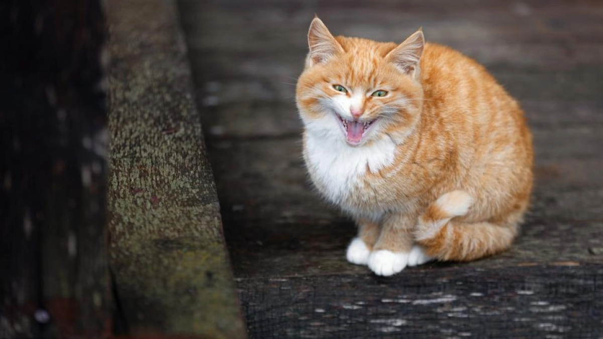 В Краснодарском крае выявили бешенство у кота — в регионе введён карантин