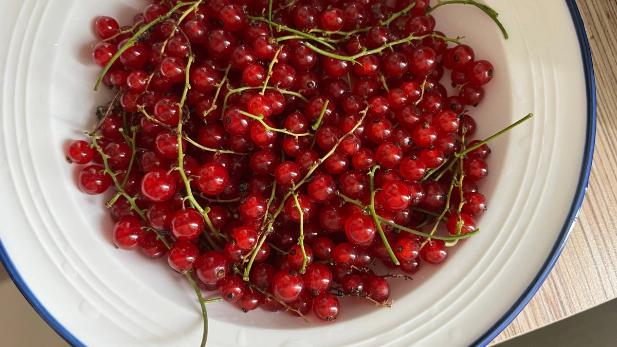 Куст возрастом 10 лет даст ягод больше молодого — вот что нужно сделать