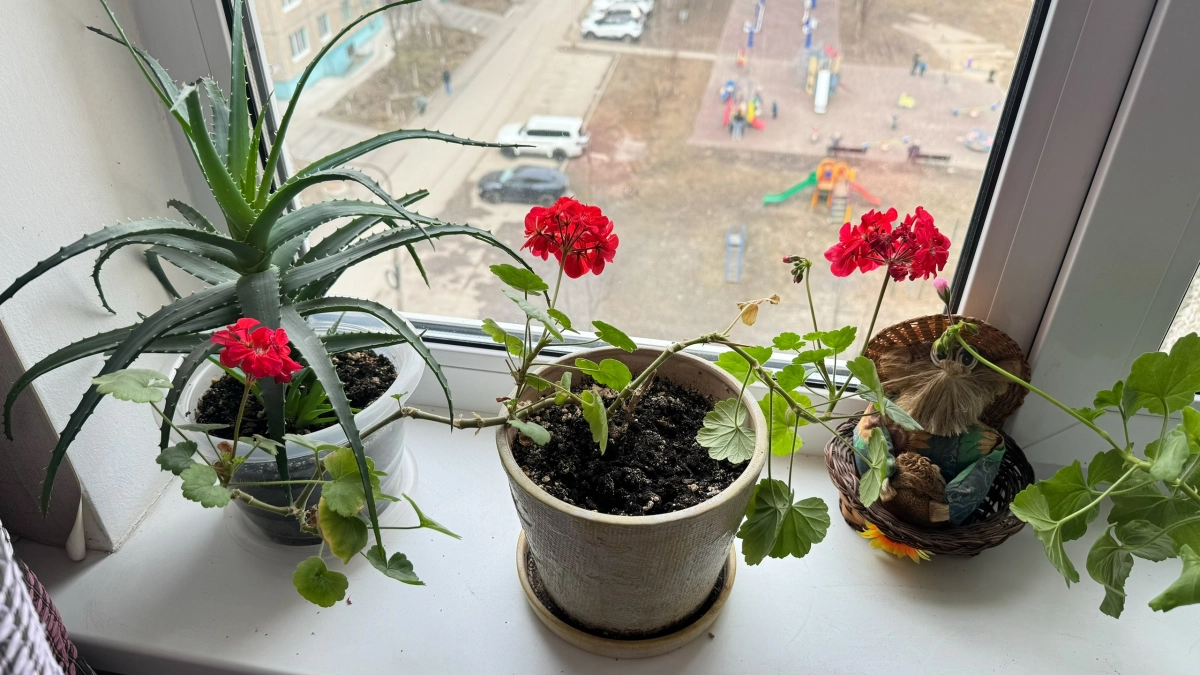 Секрет пышного цветения даже слабых растений: что за чудо‑средство используют опытные цветоводы