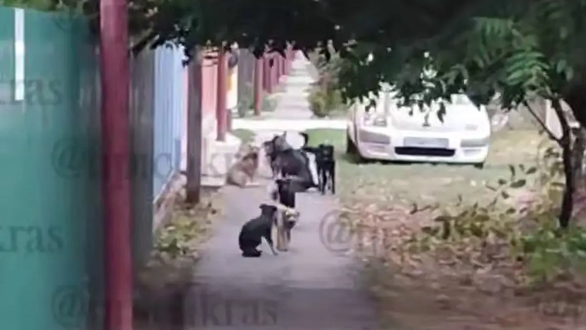 Бастрыкин взял под контроль дело о стае собак у детсада в Краснодаре