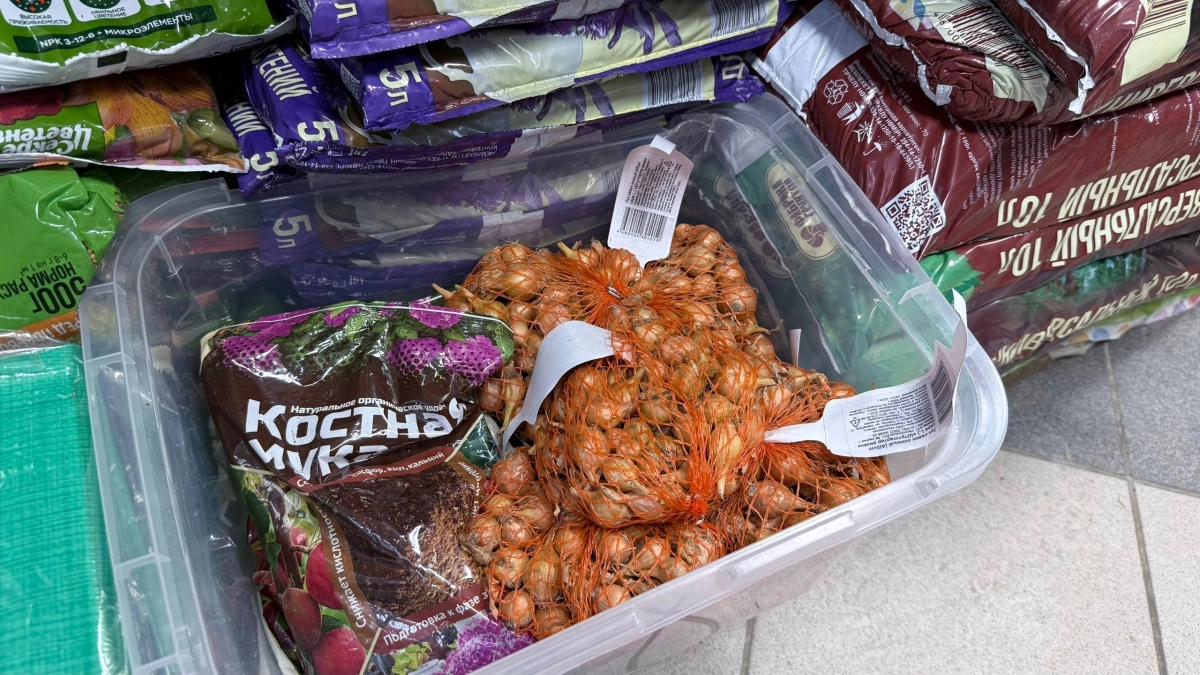 Лук до апреля без потерь: 5 шагов к идеальному урожаю — от выбора севка до хранения