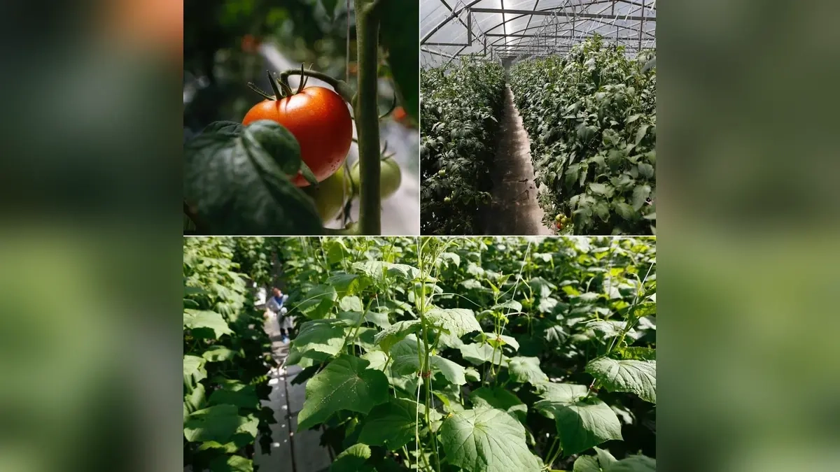 Кубанские теплицы собрали более 7 тыс. тонн овощей с господдержкой 35 млн рублей