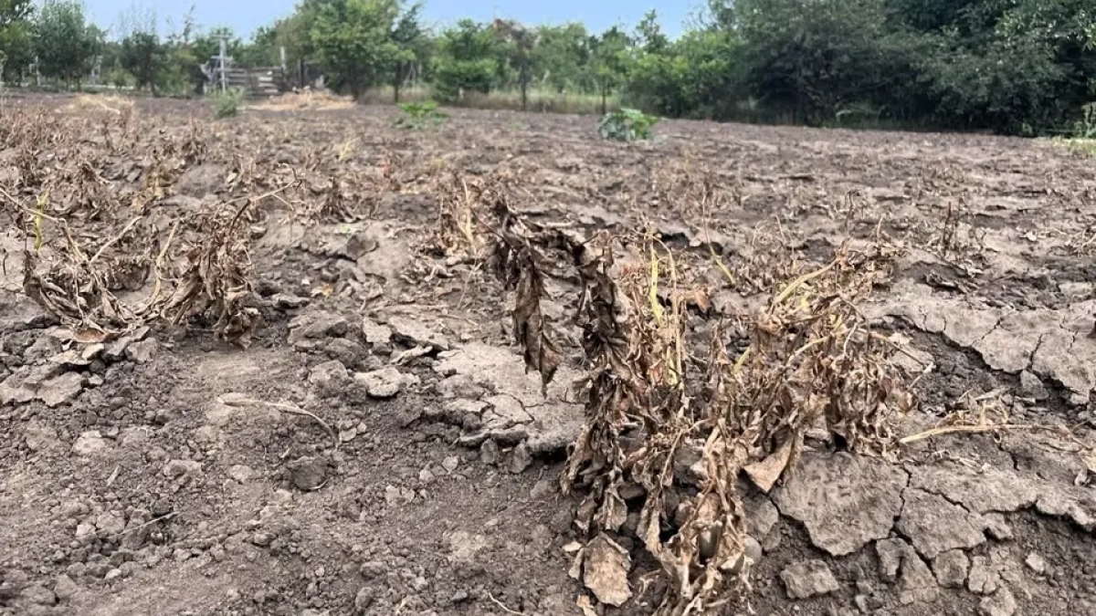 Шесть опасных явлений за год: засуха испытала аграриев Кубани на прочность
