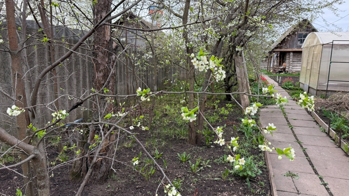 Больше никаких неожиданностей: аллергики могут онлайн следить за цветением деревьев