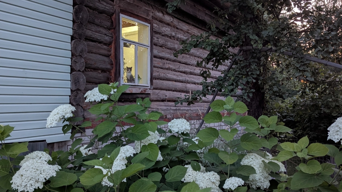 Красивые, но коварные: 10 растений, которые захватят ваш сад — дачники их искореняют