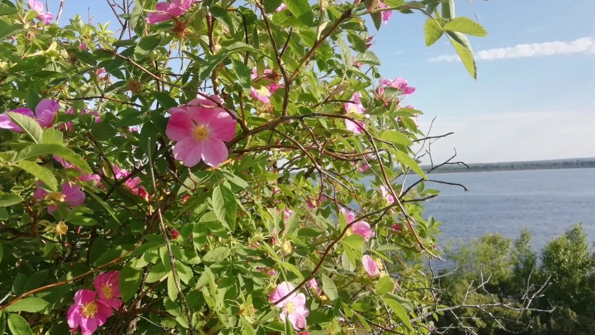 4 кустарника, которые цветут всё лето без хлопот: забудьте о поливе и подкормках