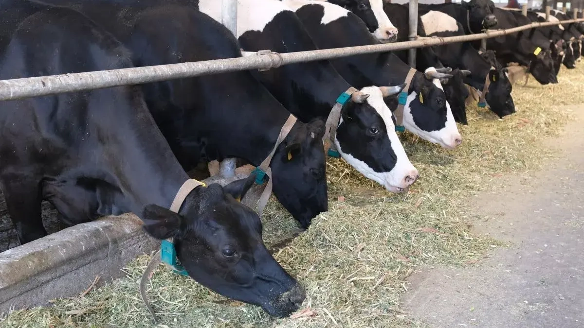 На Кубани фермеры и власти объединились для защиты животноводства от эпизоотий