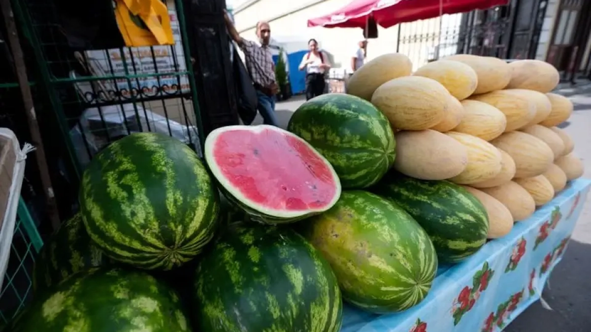 Кубанские арбузы созреют на месяц раньше срока благодаря новым агротехнологиям