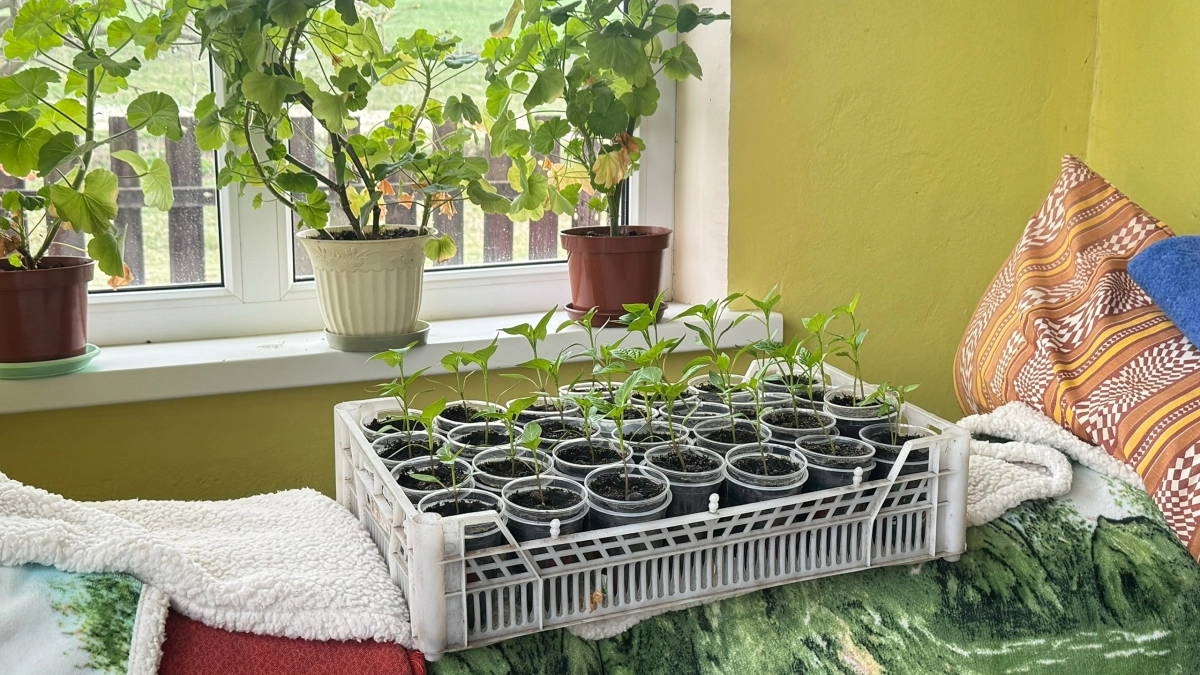 Почему рассада гибнет на подоконнике: секрет из 1970‑х, который спасёт ваш урожай