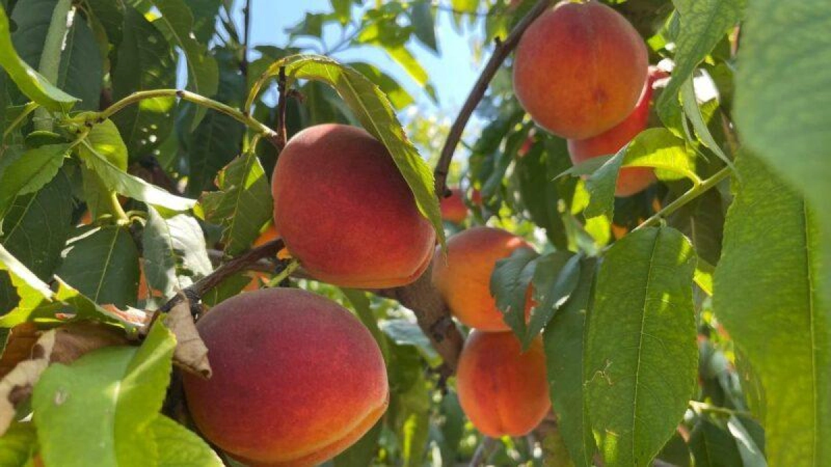 После рекорда 2024 года урожайность садов Кубани упала почти на треть