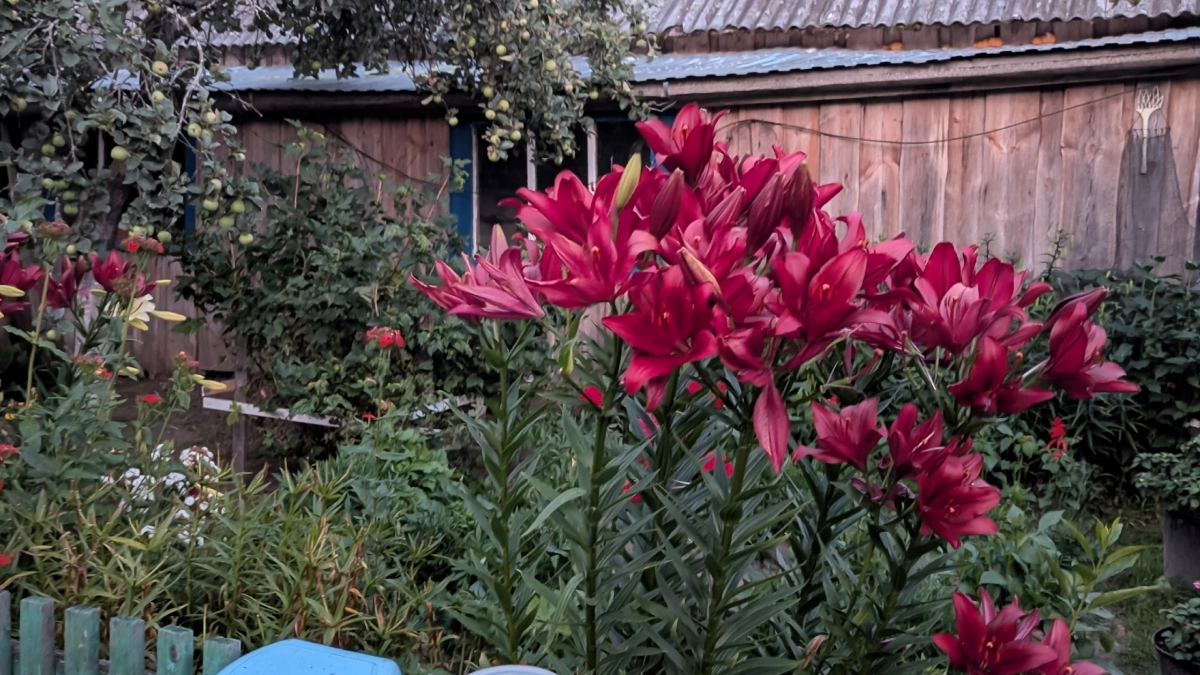 Петунии больше не в моде: 5 цветов для дачи, которые затмят привычные растения — и почти не требуют ухода