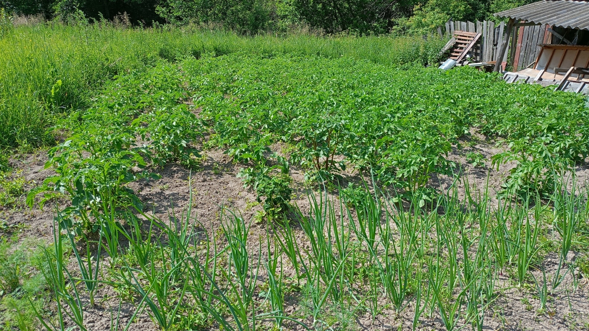 Закапываю в землю то, что соседи обычно выбрасывают: как избавиться от пырея без химии