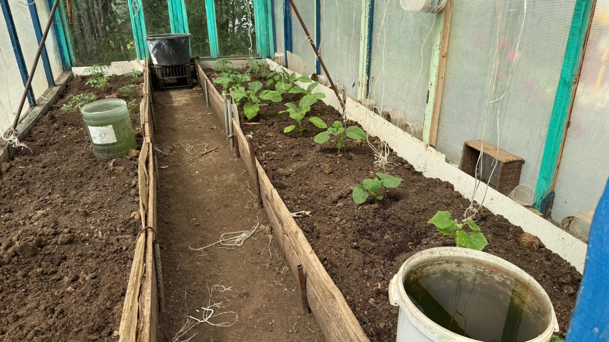 Агрономы в ярости: этот бесплатный метод увеличивает завязи огурцов на 90 % — и он у вас на кухне 