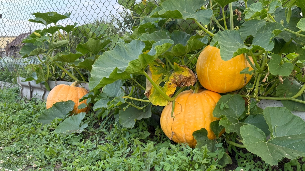 Тыква на крыше и под яблонями: 5 неожиданных мест для рекордного урожая — дачники скрывали это