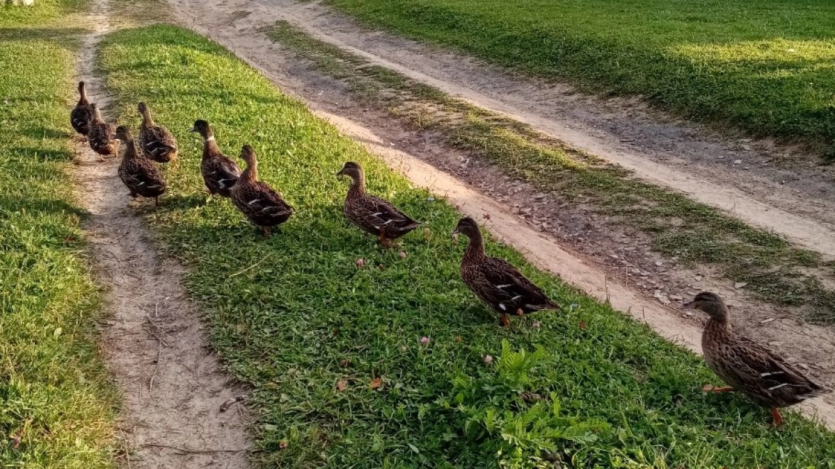 Куры больше не в моде: какая птица захватила дачи и деревни — вы удивитесь