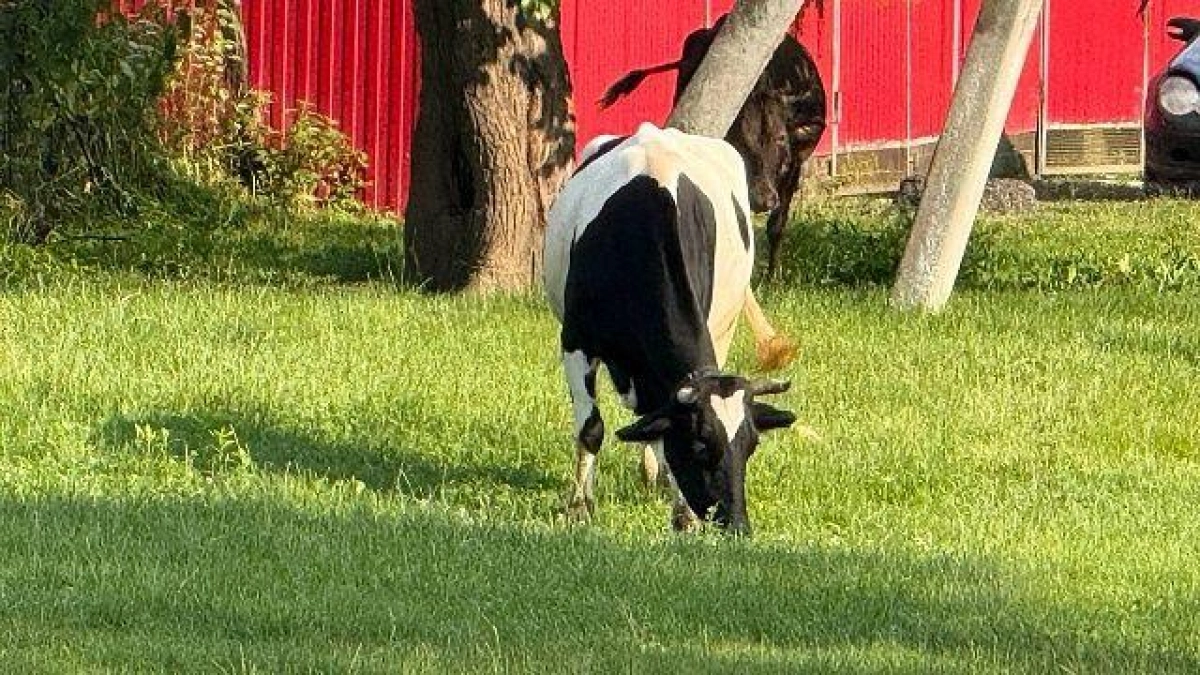 Пастереллез не добрался до Кубани, но фермерам усилили меры защиты