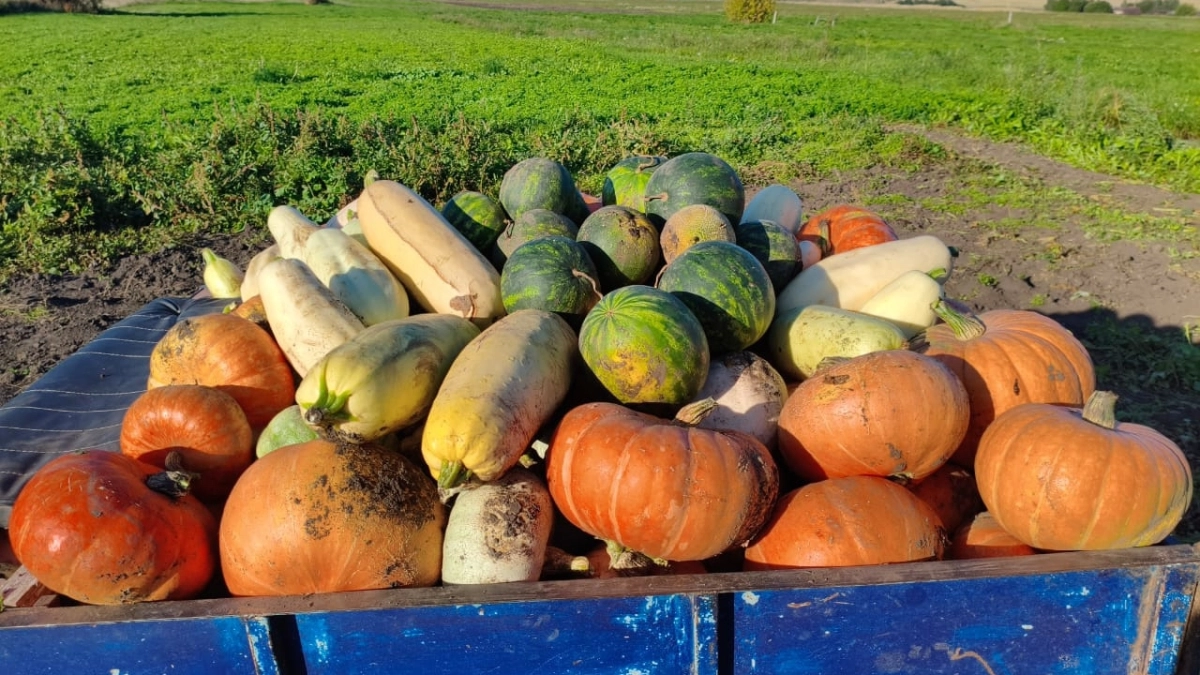 8 сортов кабачков — и только 3 оказались стоящими: вот какие — не повторяйте моих ошибок