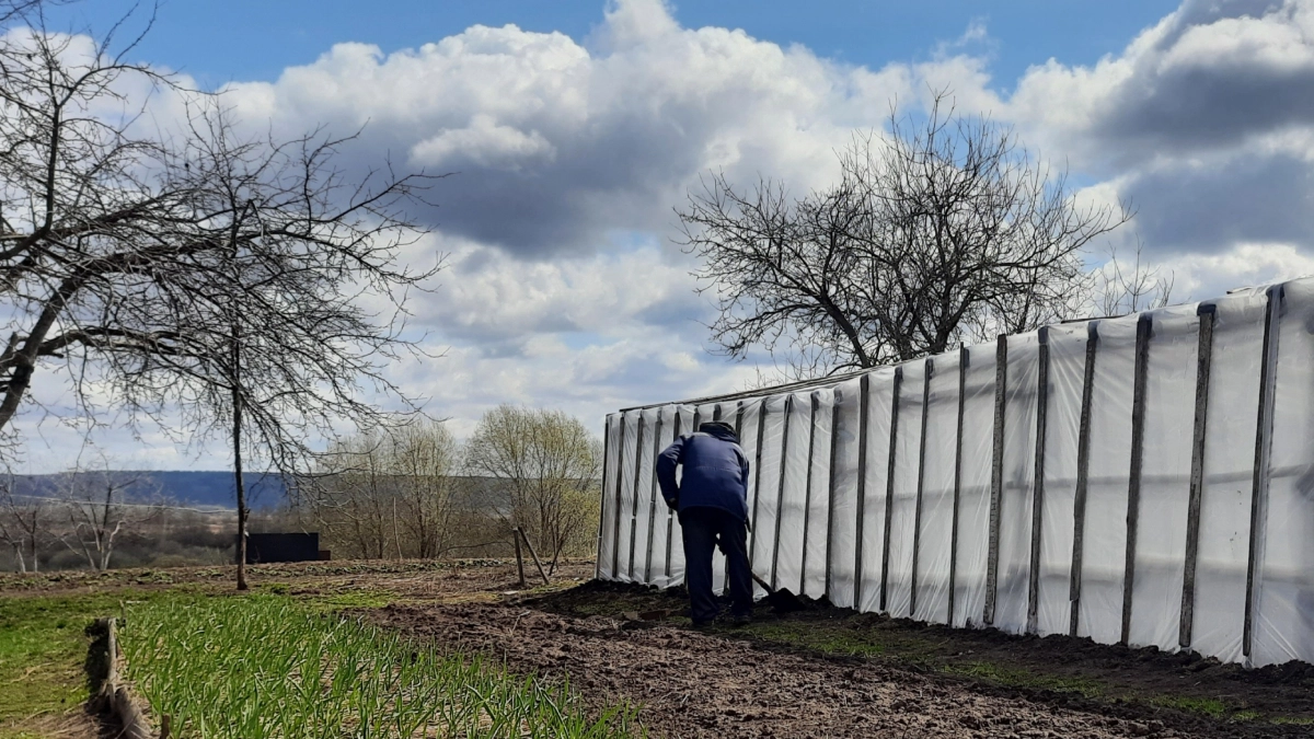Почва кишит бактериями: рабочий способ обеззаразить теплицу за неделю — вы точно не знали
