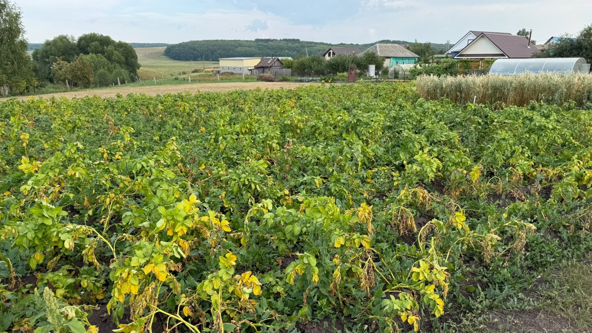 3 тонны картошки с сотки — не миф: секретные подкормки, о которых молчат соседи