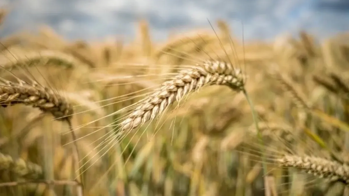 Экспорт пшеницы через порты Кубани вырос в 2,5 раза — 25 стран-покупателей