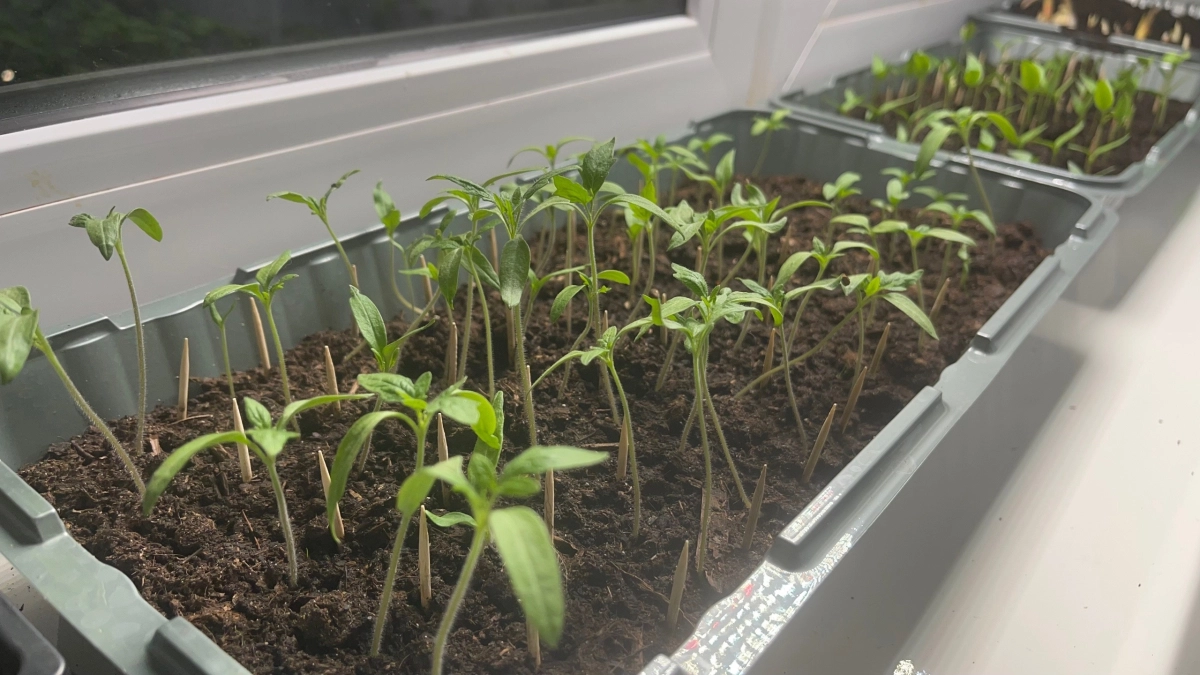 Рассада за 5 дней стала крепкой, как дуб: бабушкин секрет, который взорвал дачные форумы