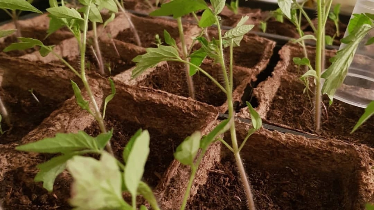 Ошибки, стоившие мне урожая: какие советы по выращиванию рассады — чистый миф