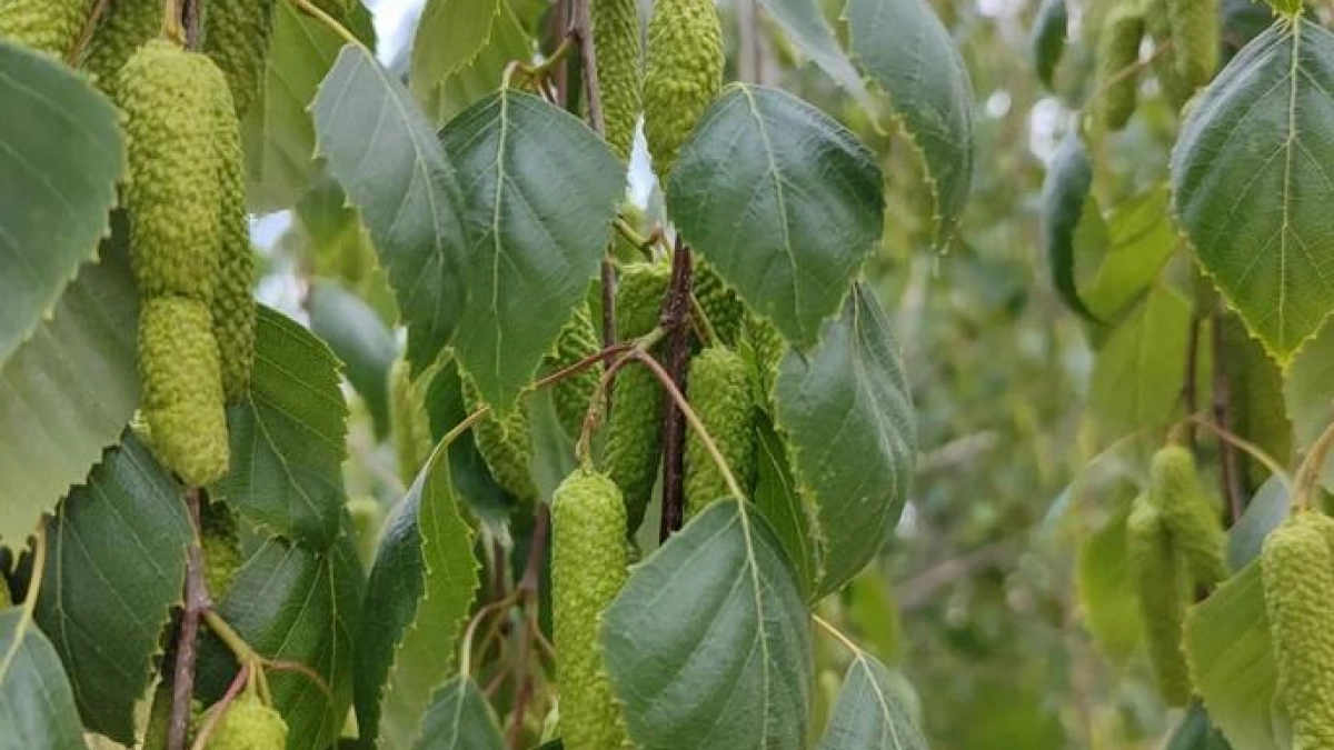 Спрос на «безпыльцовые» поездки вырос на 91%: куда едут аллергики с Кубани