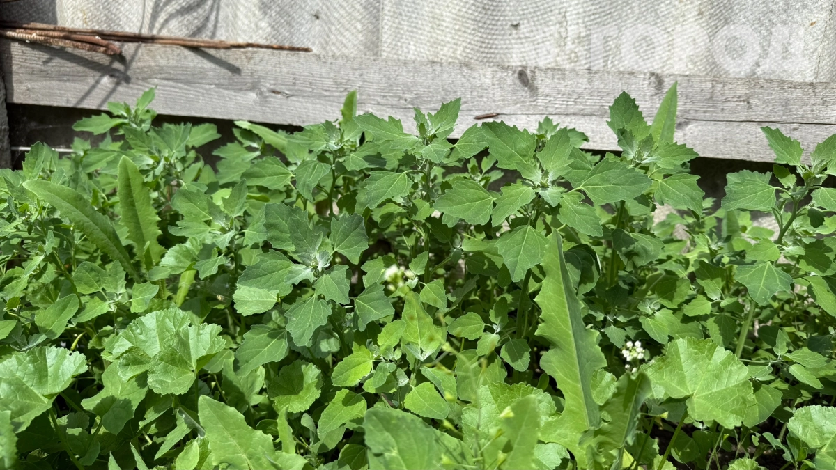 В США уже давно знают секреты борьбы с сорняками, а мы мучаемся: как избавиться от растений на дорожках раз и навсегда