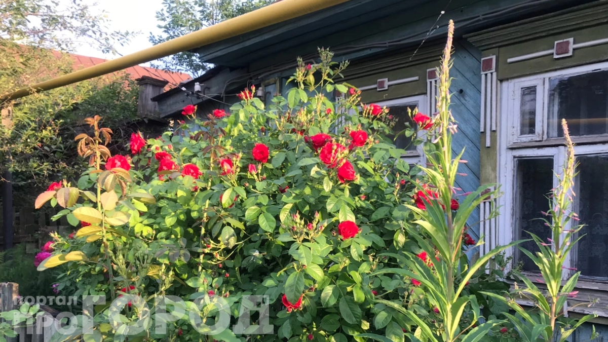 Обрезали розы — а они погибли: вот 7 фатальных промахов, которые допускают 90% дачников