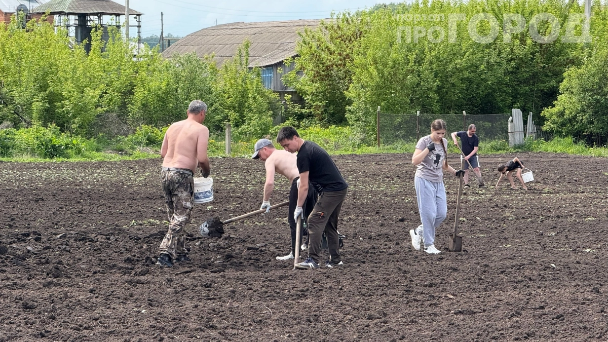 Запоздали с посадкой — потеряли урожай: точные сроки для картофеля в 2026 году