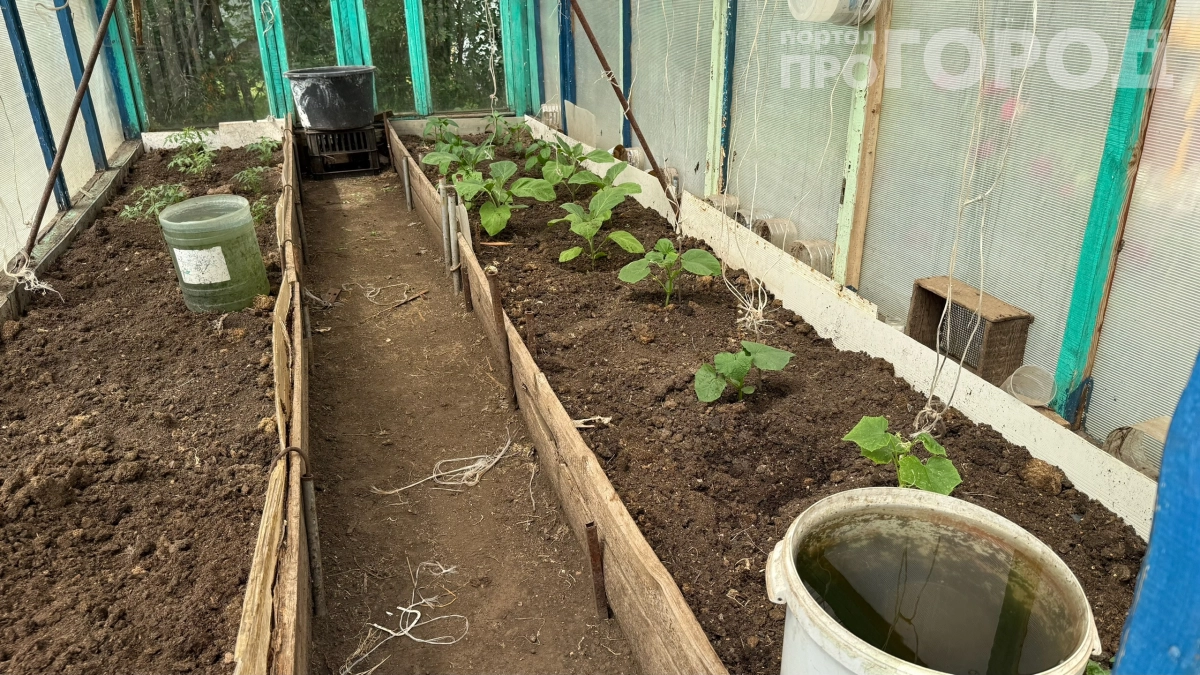 Огурцы ведрами, а не пакетиками: раскрываю секрет идеальной грядки и грубую ошибку, которую допускают все